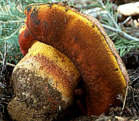 Rubroboletus haematinus